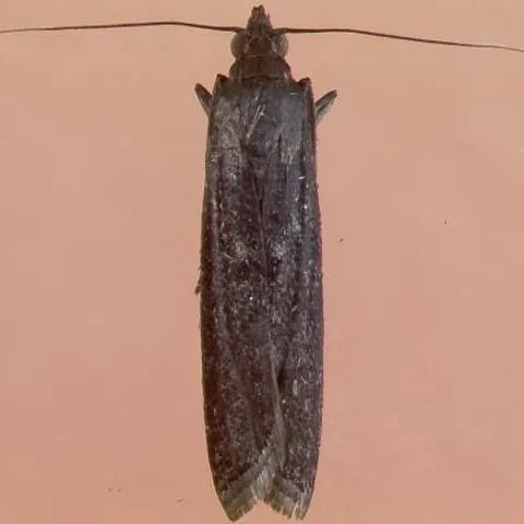 thumbnail for publication: Life Cycle of the Lesser Cornstalk Borer in Sugarcane